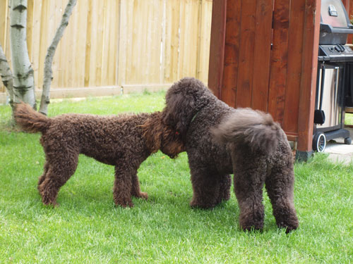 Whispering Sweet Nothing