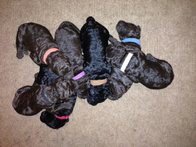 Treebeard puppies on day 6