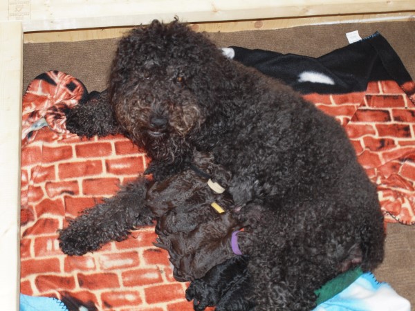 The Magnificent Seven