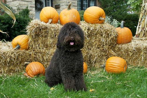 Darwin, my male in October with pumpkins.  