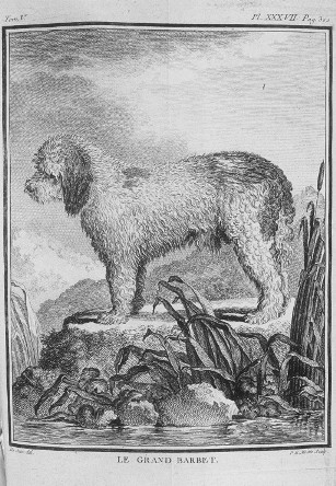 Buffon`s Grand Barbet