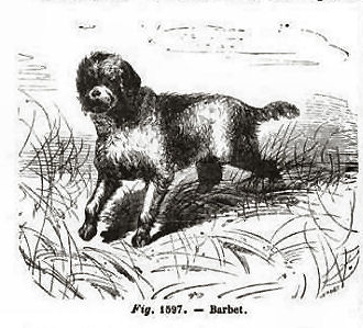 Barbet from Joigneaux (1865)