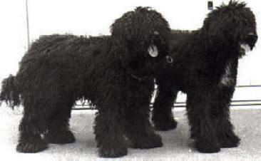 Serie Noir and Ulyssia